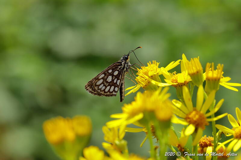 Nederweert, NL, 2020