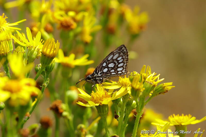Nederweert, NL, 2020