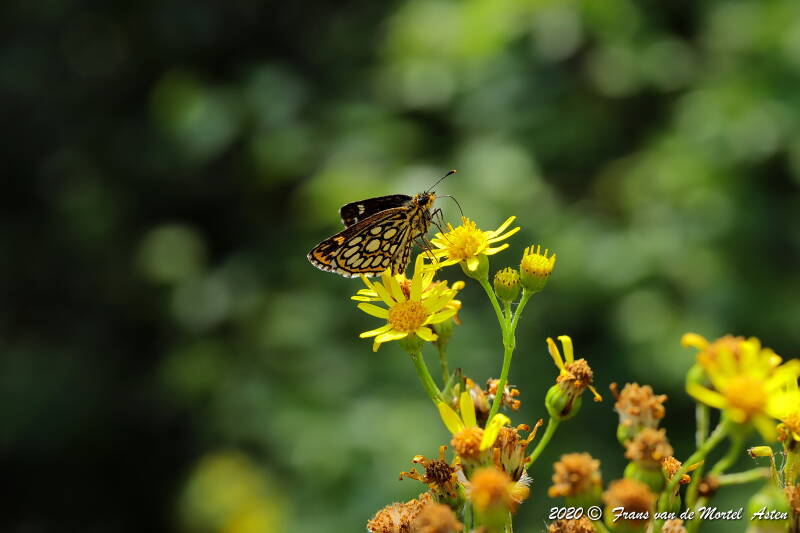 Nederweert, NL, 2020
