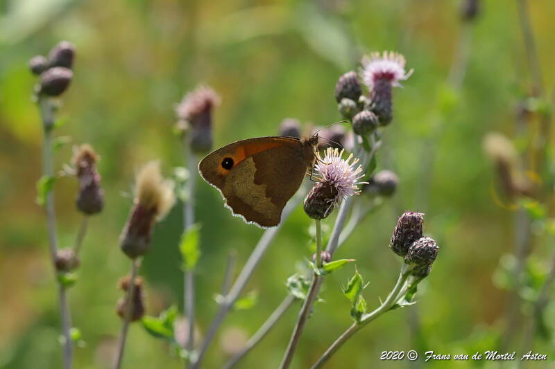 Nederweert, NL, 2020