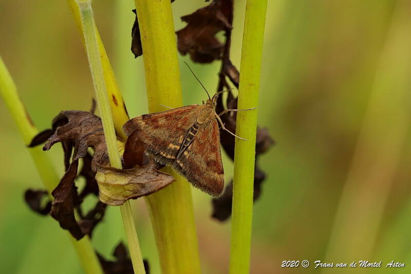 Nederweert, NL, 2020 