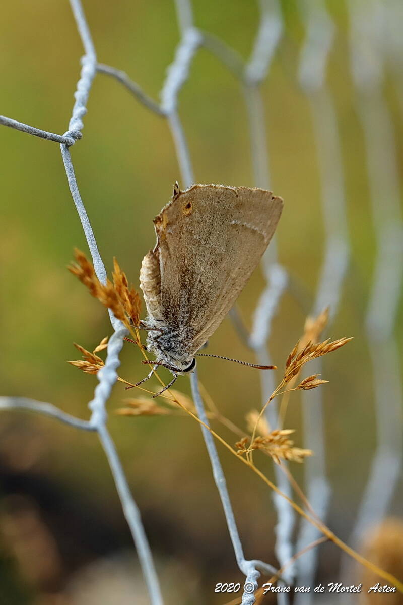 Nederweert, NL, 2020