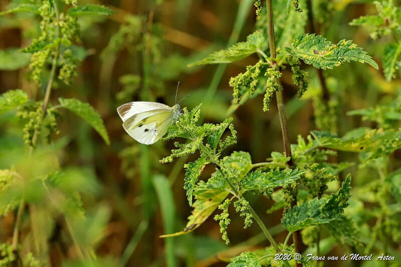 Nederweert, NL, 2020 