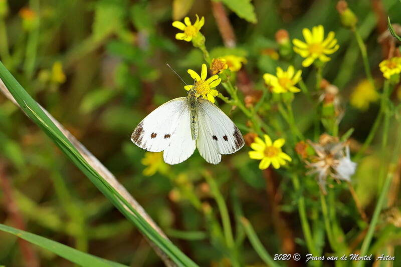 Nederweert, NL, 2020 