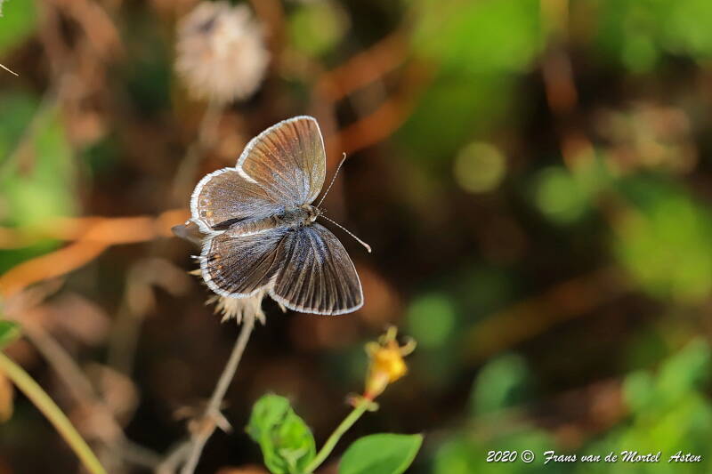 Nederweert, NL, 2020