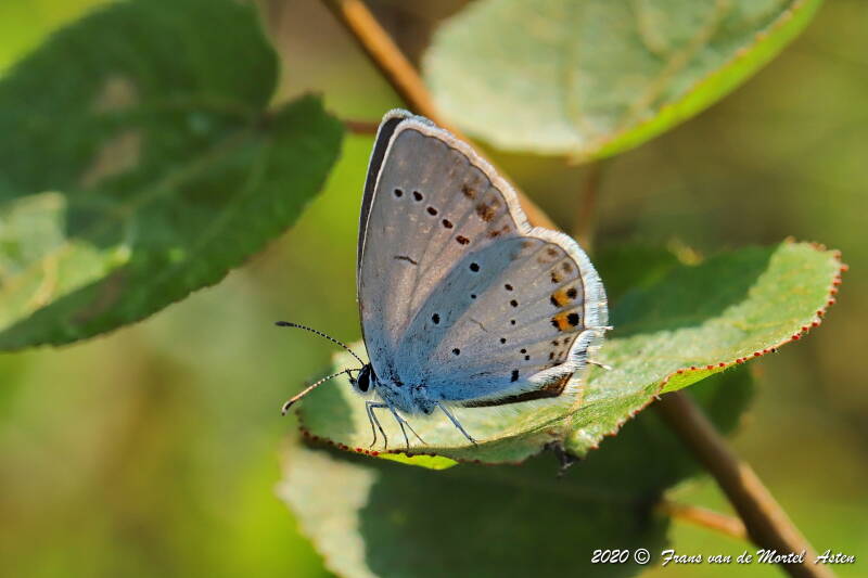 Nederweert, NL, 2020