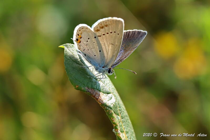 Nederweert, NL, 2020
