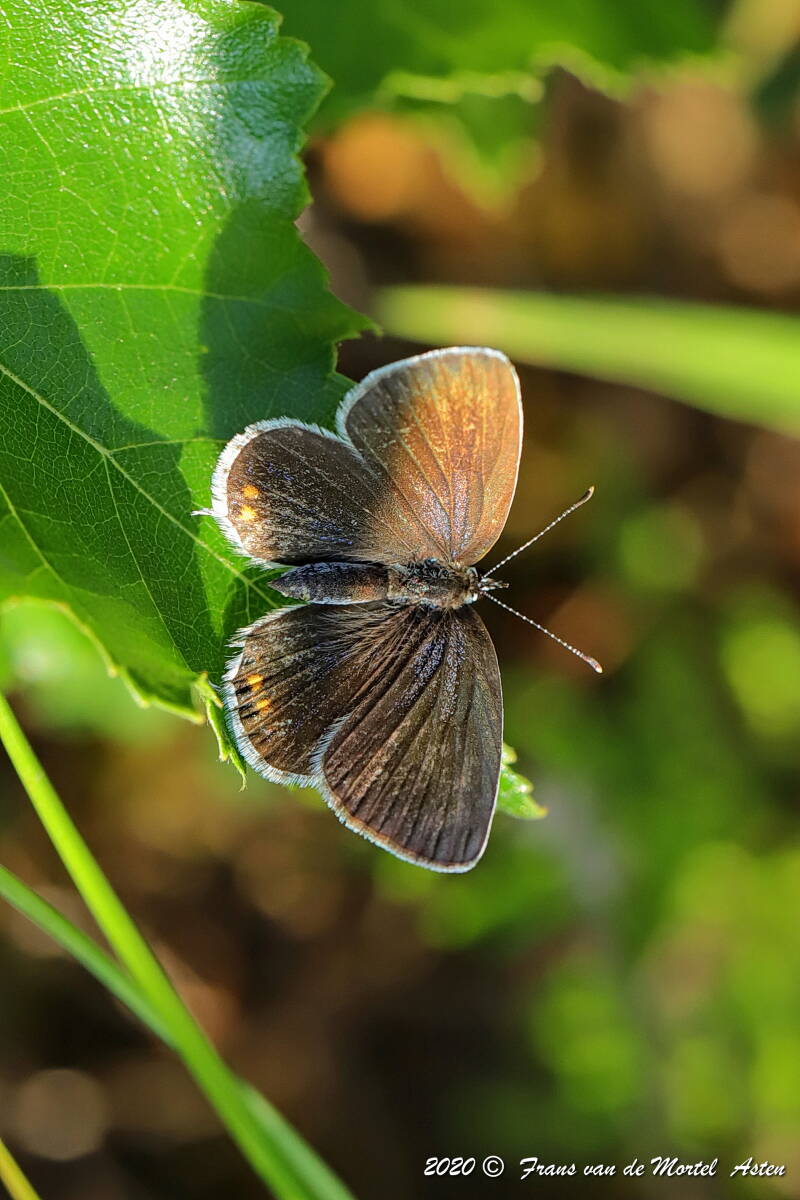 Nederweert, NL, 2020