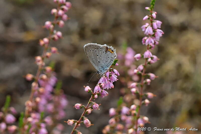 Nederweert, NL, 2020