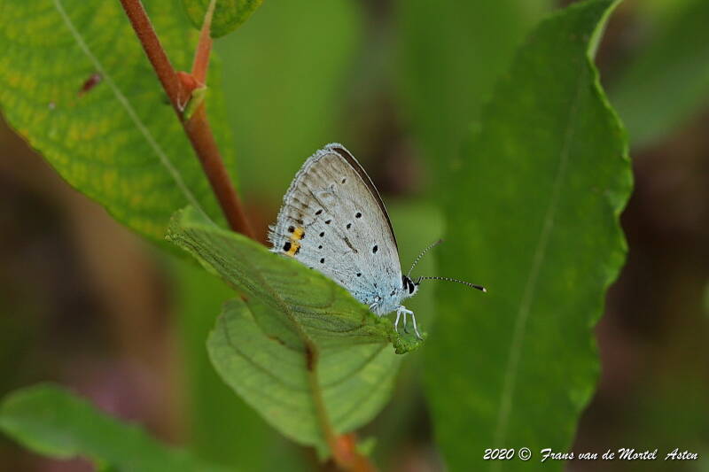Nederweert, NL, 2020