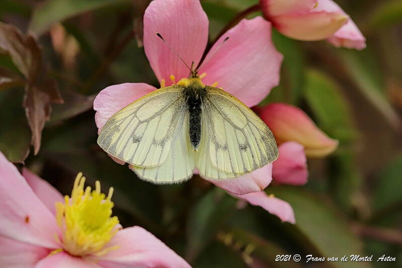 Nederweert, NL, 2021