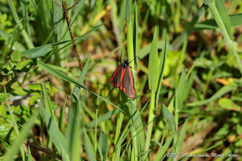 Nederweert, NL, 2021