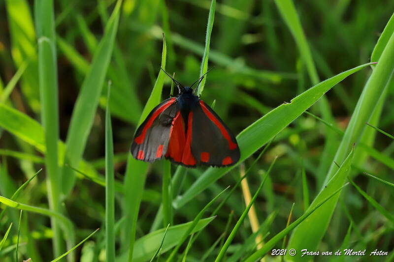 Nederweert, NL, 2021