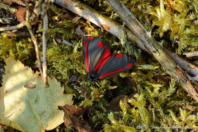 Nederweert, NL, 2021