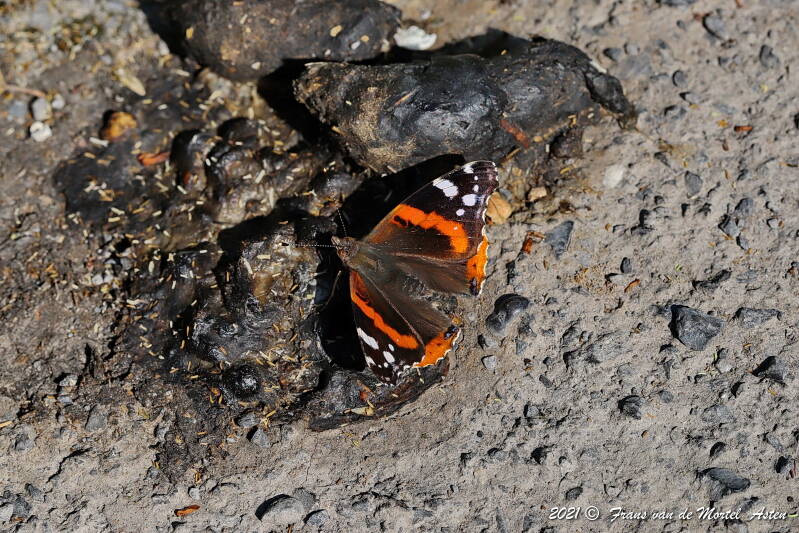 Nederweert, NL, 2021