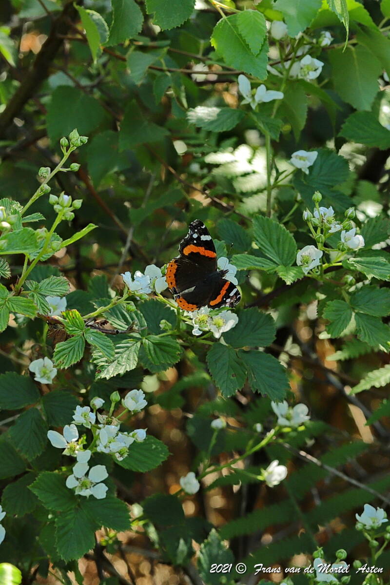 Nederweert, NL, 2021