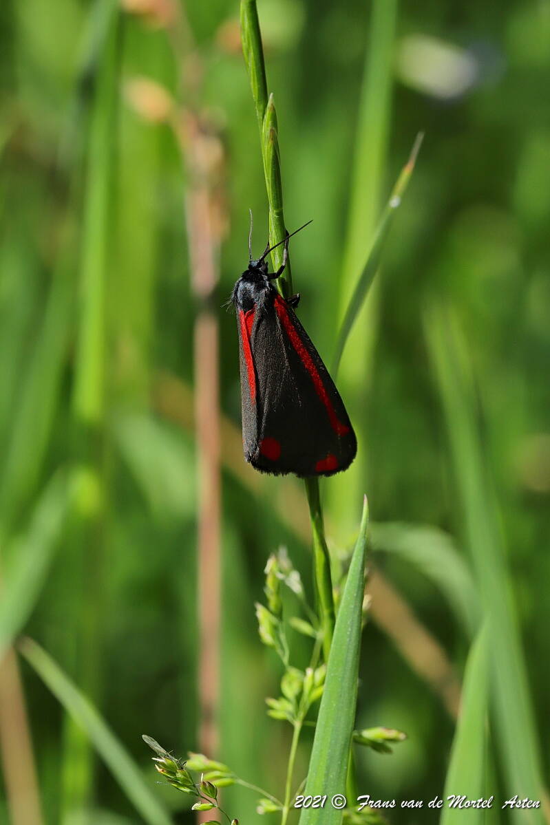 Nederweert, NL, 2021