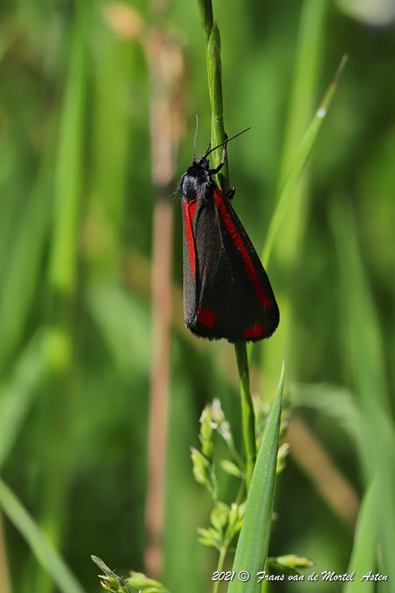 Nederweert, NL, 2021