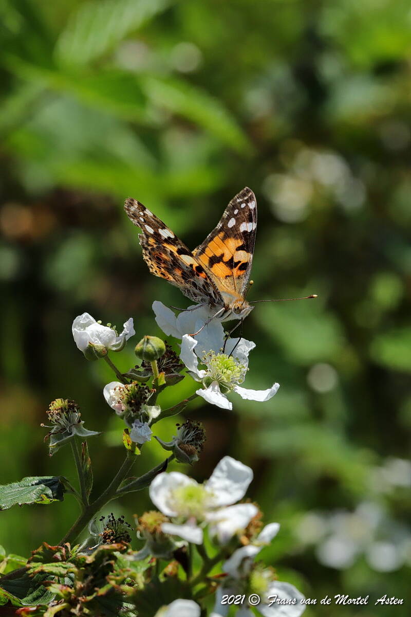 Nederweert, NL, 2021