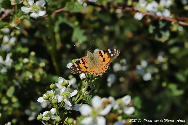 Nederweert, NL, 2021