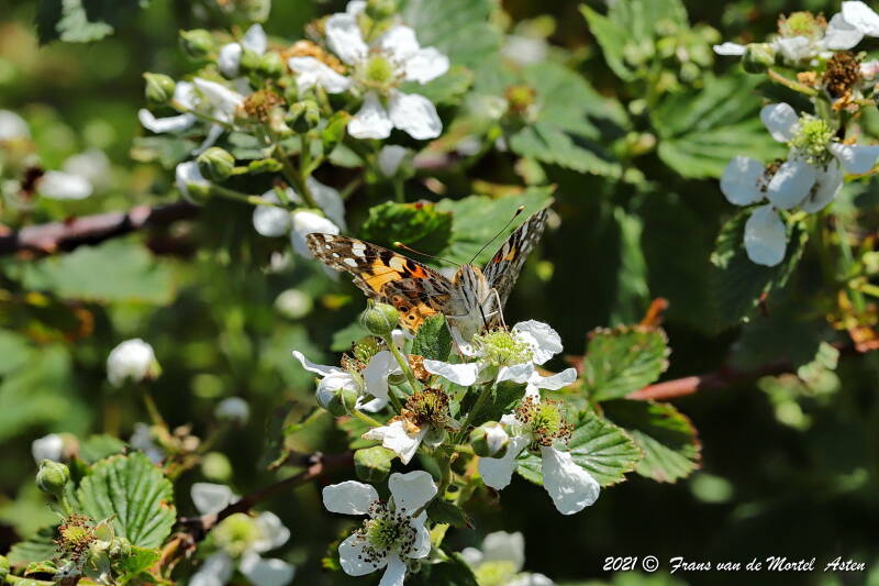 Nederweert, NL, 2021