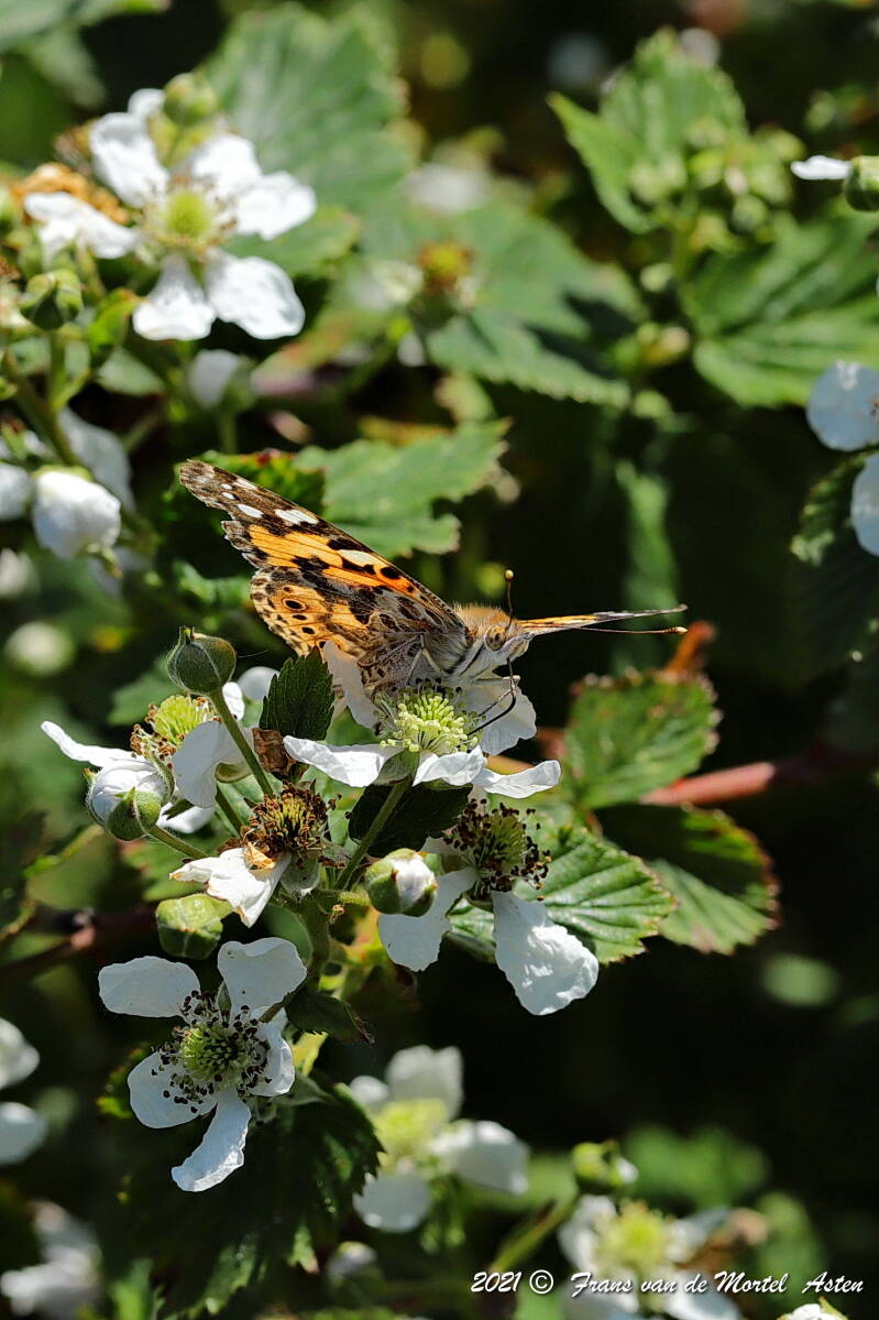 Nederweert, NL, 2021