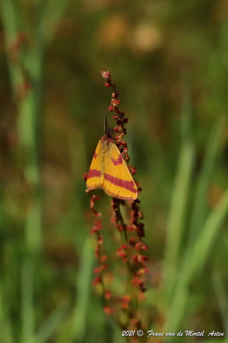 Nederweert, NL, 2021