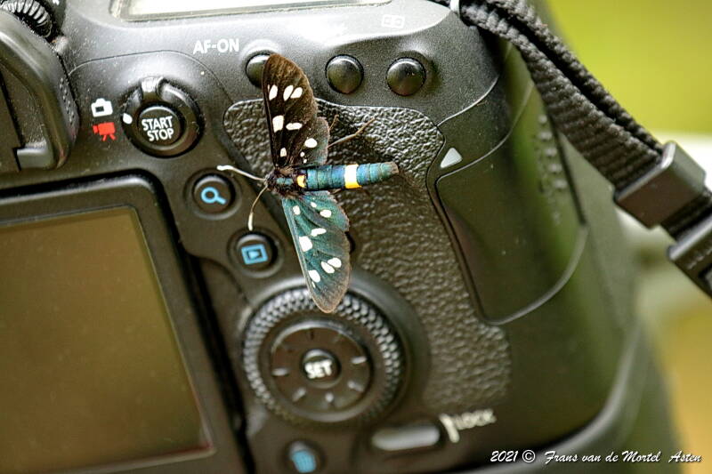 Grubbenvorst, NL, 2021