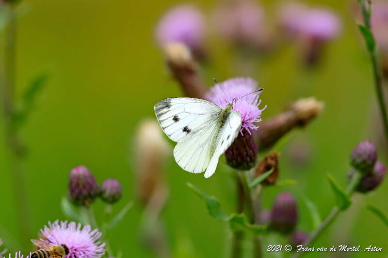 Steenwijkerland, NL, 2021