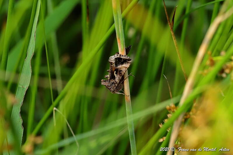 Steenwijkerland, NL, 2021