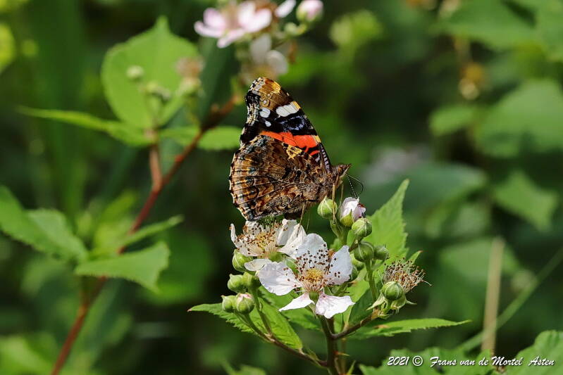 Steenwijkerland, NL, 2021