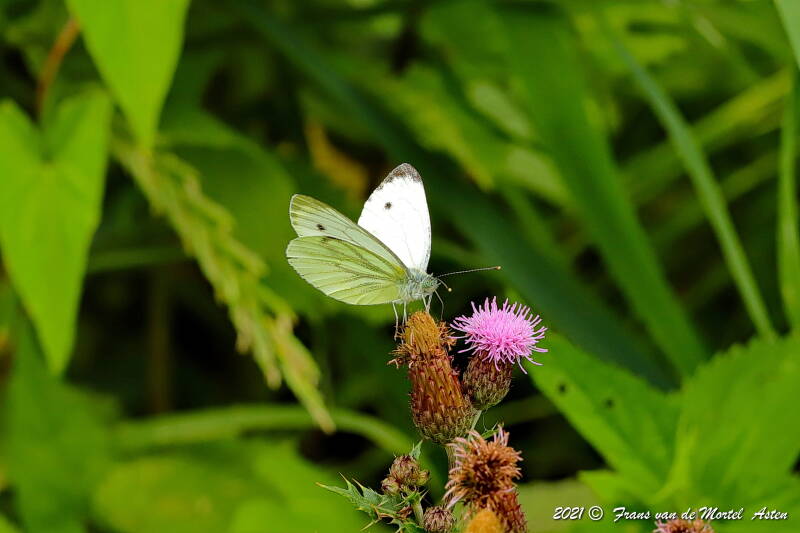 Steenwijkerland, NL, 2021