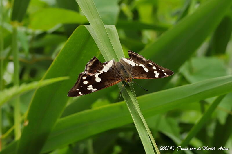 Steenwijkerland, NL, 2021