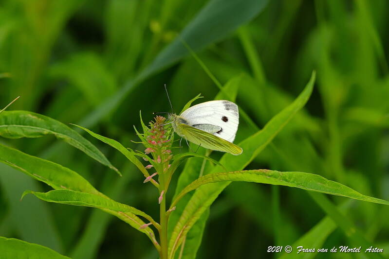 Steenwijkerland, NL, 2021