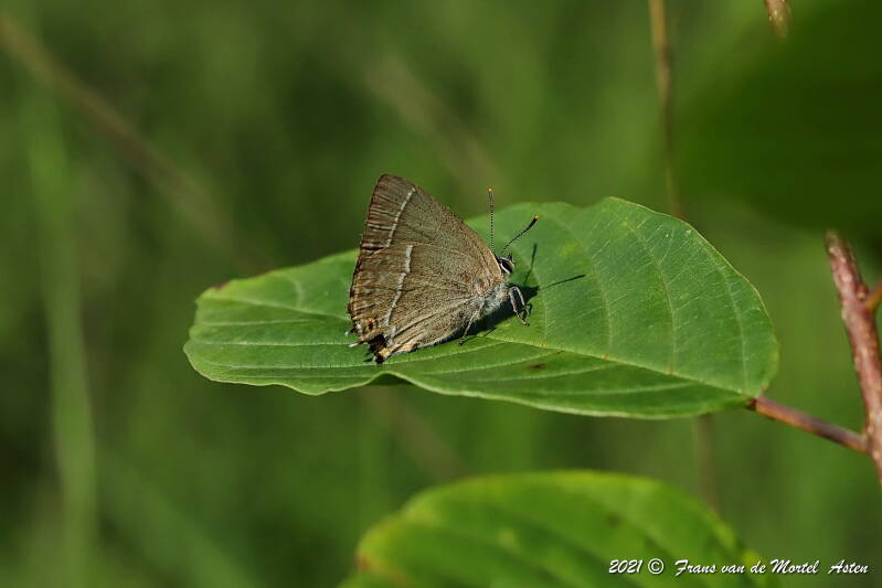 Nederweert, NL, 2021