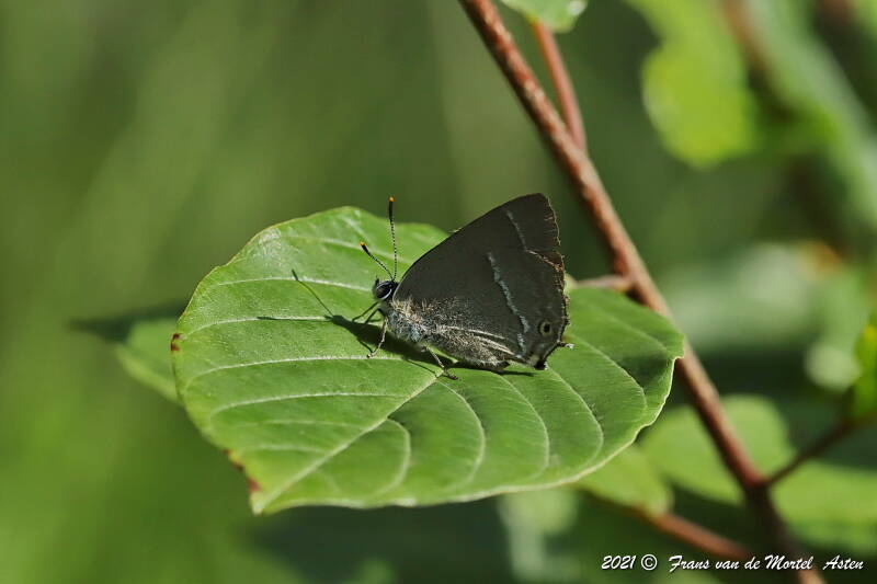 Nederweert, NL, 2021