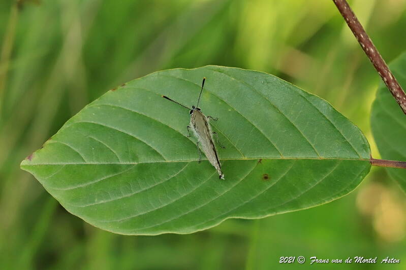 Nederweert, NL, 2021