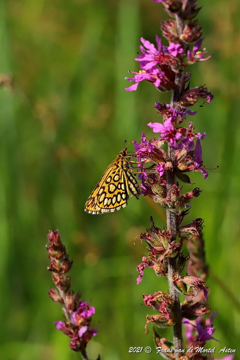 Nederweert, NL, 2021