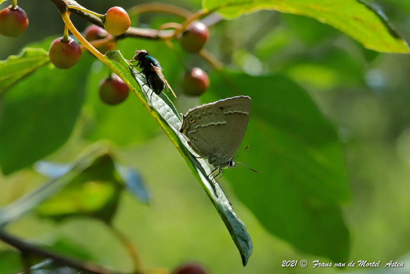 Nederweert, NL, 2021