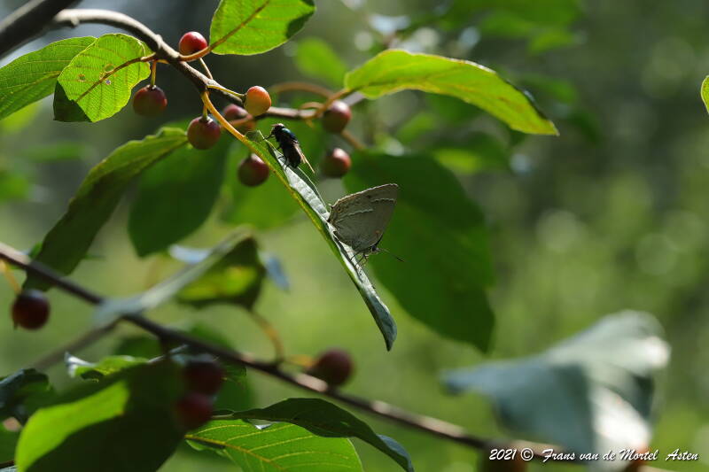 Nederweert, NL, 2021