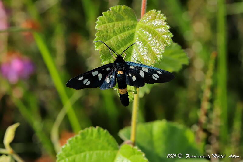 Nederweert, NL, 2021