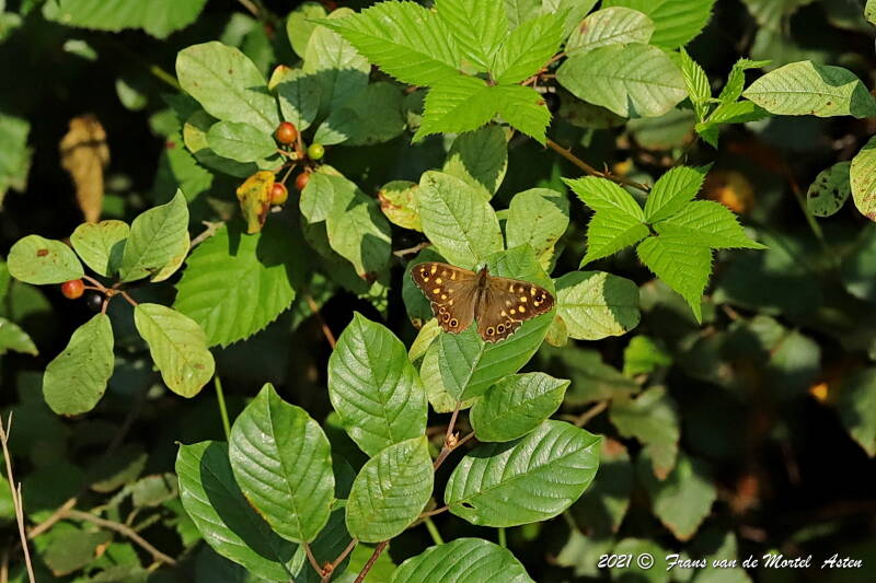 Nederweert, NL, 2021