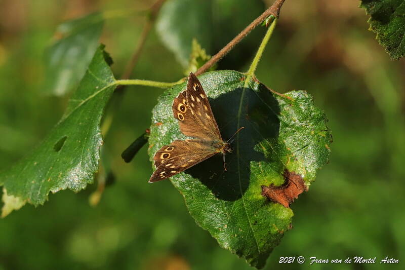 Nederweert, NL, 2021