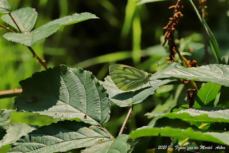 Nederweert, NL, 2021