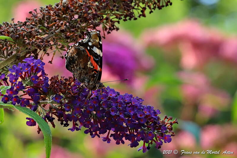 Nederweert, NL, 2021