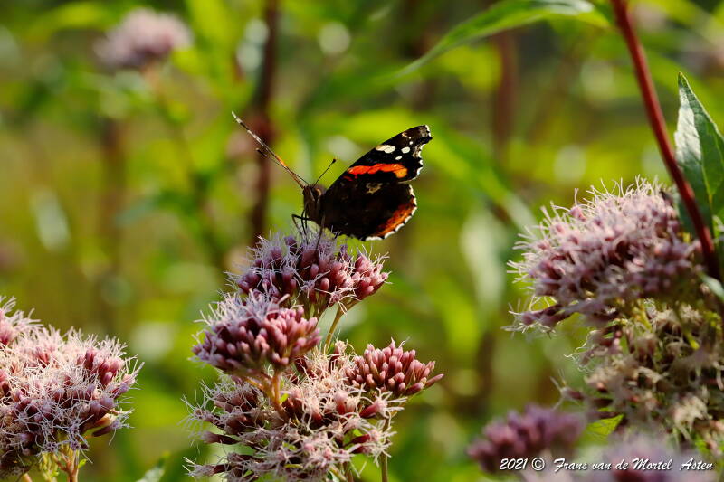 Nederweert, NL, 2021