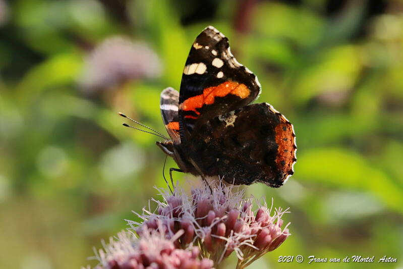 Nederweert, NL, 2021