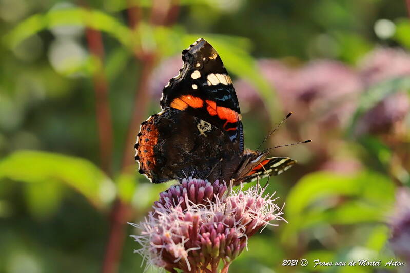 Nederweert, NL, 2021