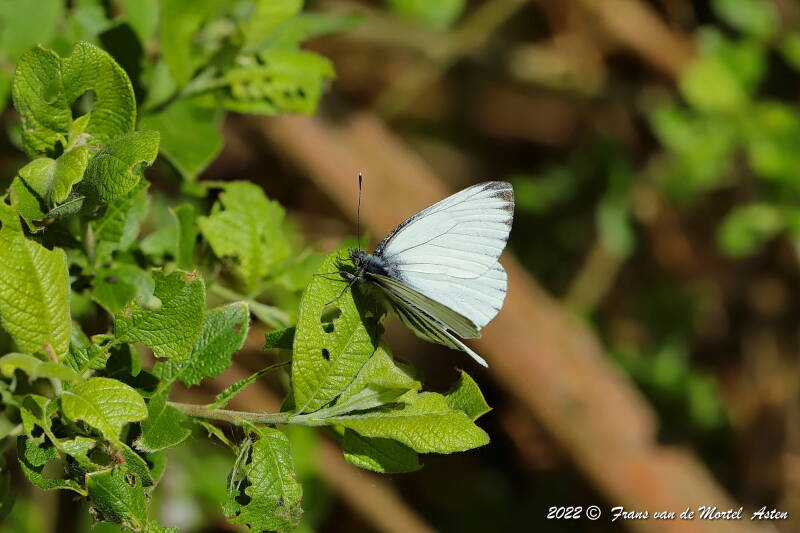 Nederweert, NL, 2022
