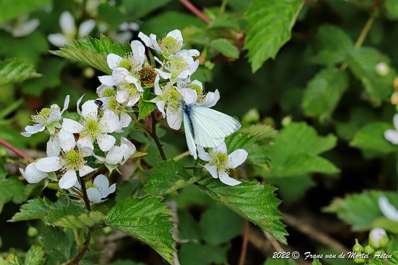 Nederweert, NL, 2022